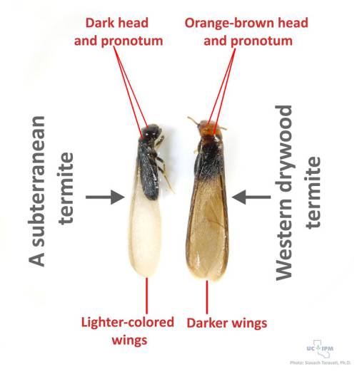 Figure 2: Adult drywood vs. subterranean termite for comparison. Identifying the termite species is very important when making treatment decisions. Photo credit: Dr. Siavash Taravati