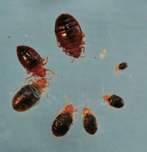 Figure 1: Egg, recently fed nymphs, adult female, and male bed bug. Recently fed nymphs are mahogony in color.