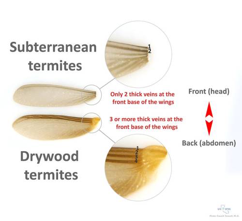 Figure 4: Other than the adults, body parts of termites such as wings can be used for proper identification of termite species. Photo credit: Dr. Siavash Taravati
