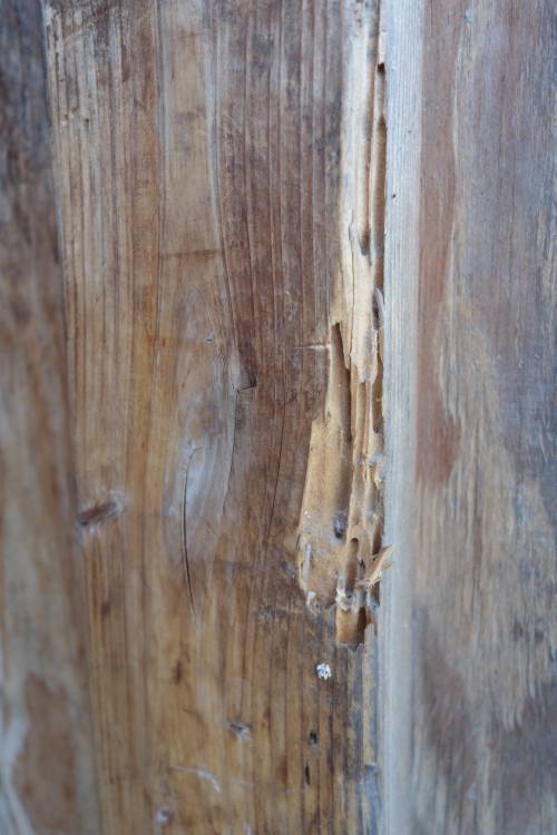 Figure 1: Sub-surface drywood termite damage.  Photo credit: Dr. Siavash Taravati