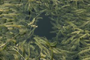 Figure 1: Hydrilla plant infestation in a lake.