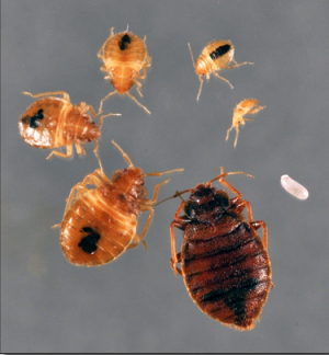 Figure 2: Egg, unfed nymphs, unfed adult female, and unfed male bed bug. Unfed nymphs are translucent to tan colored.