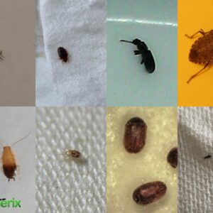 Bed bug identification