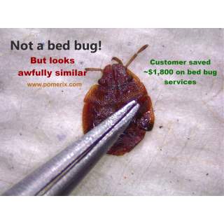 Bed bug identification service